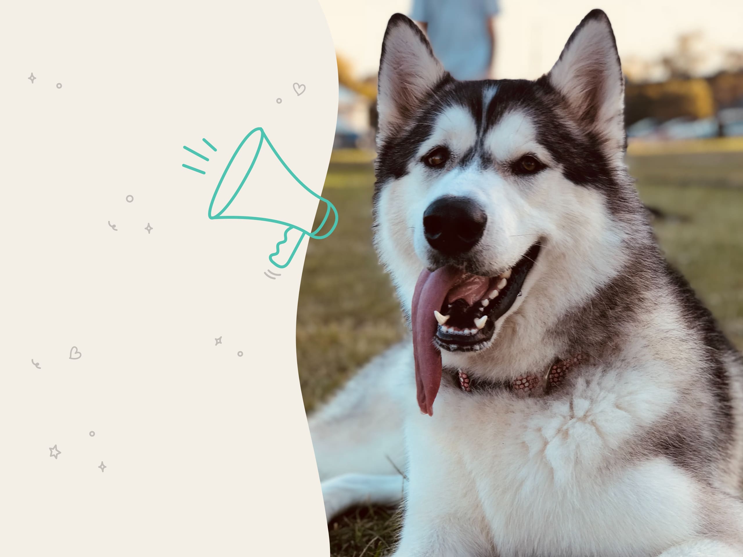 Husky dog breed profile